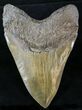 Massive Megalodon Tooth #23737-2